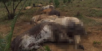 Tempestade de raios mata 10 vacas em sítio de Jaru, RO