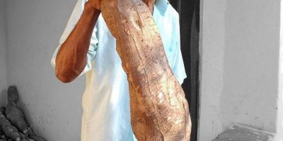 Agricultor colhe mandioca gigante de 14 kg