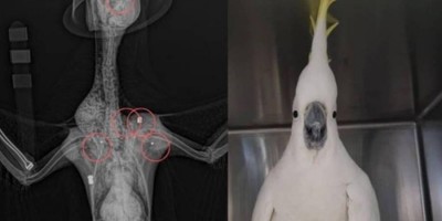 Cacatua é atingida por cinco tiros e sobrevive