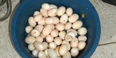 COSTA MARQUES: Mais de 50 ovos de tartarugas são apreendidos