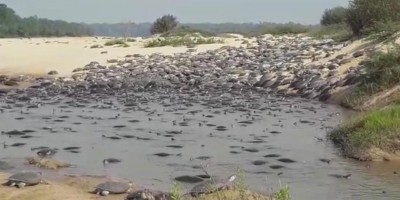 COSTA MARQUES: Onças atacam e matam tartarugas que desovam 