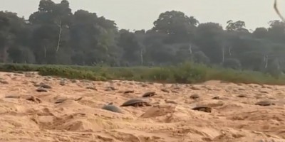 Desova de tartarugas no Rio Guaporé em RO