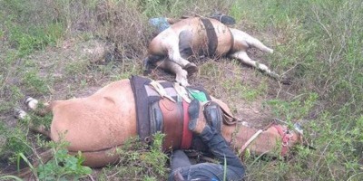 Funcionários de fazenda e cavalos morrem eletrocutados