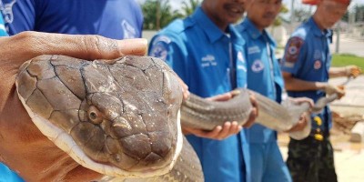 MUNDO: Cobra-rei de 4 metros é capturada em esgoto
