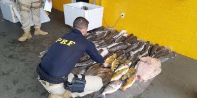PRF apreende mais de 289 kg de pescado ilegal