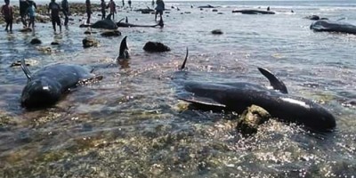 Sete baleias-piloto morrem encalhadas em praia na Indonésia 