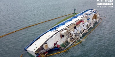 Mundo: Navio com mais de 14 mil ovelhas tomba no Mar Negro, na Romênia
