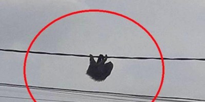 Bicho-preguiça é flagrado pendurado em fiação elétrica em Rondônia 