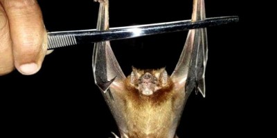 Caso de raiva transmitida por morcego vampiro é confirmado no Amazonas