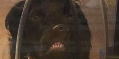 'Cachorro do demônio' faz cara estranha e viraliza na web