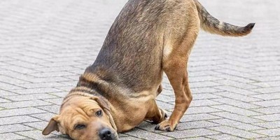 Cão vira-lata tem patas decepadas por bandidos