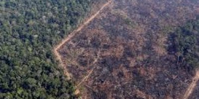 Desmatamento da Amazônia dispara e cresce 29,5% neste ano