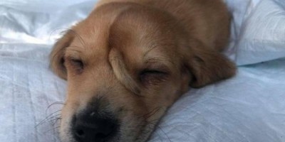 Fofo! Cachorro nasce com rabo no focinho e viraliza na web 