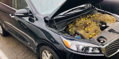Mulher descobre problema 'diferente' em seu carro; veja