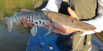 Pesca de mais 7 espécies de peixes é proibida em Rondônia