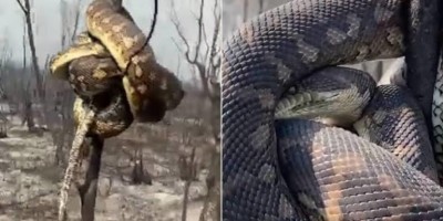 Vídeo dramático mostra cobra tentando fugir de incêndio