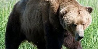 Vídeo! Homem encontra urso brincando dentro do seu carro