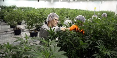 Anvisa aprova venda de medicamentos a base de maconha em farmácias