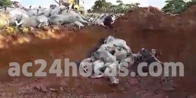 Gado morre em estação de captação de água por suspeita de choque; empresa nega