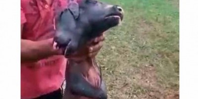 Bezerro nasce com duas cabeças e rabo de porco no Paraná