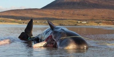 Baleia é encontrada morta com 100 kg de lixo no estômago