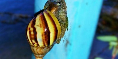 Caramujo africano está se tornando praga em Rolim de Moura