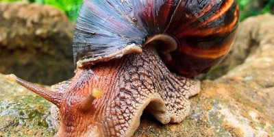Caramujo africano pode transmitir meningite eosinofílica; entenda
