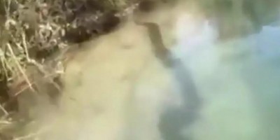 Casal acha sucuri gigante ao descer rio: “Que monstro!”. Vídeo