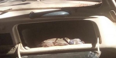 Cobra é encontrada dentro de porta-luvas de carro