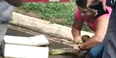 Dona de casa é picada ao capturar sucuri; veja o vídeo