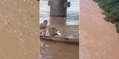 MATO GROSSO: Vídeos mostram espetáculo de peixes subindo Rio