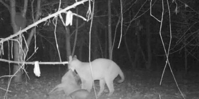 Veado tem jugular atacada por onça, veja o vídeo incrível
