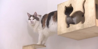 Veterinários criam hotel exclusivo para gatos, em São Paulo