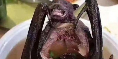 Sopa de morcego pode ter disseminado coronavírus na China