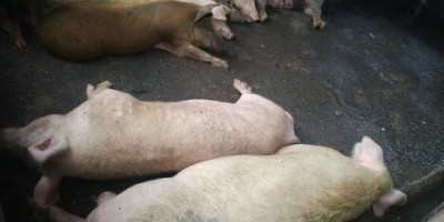Bandidos invadem sítio, matam cinco porcos e fogem com mais de 200 kg de carne em Vilhena