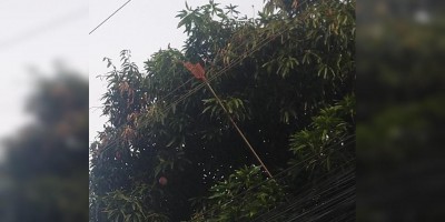 Homem morre eletrocutado enquanto pegava mangas no DF