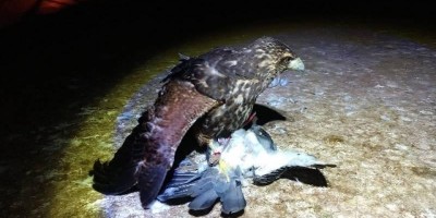 Usando gaviões, prefeitura captura e sacrifica mil pombos que infestavam escolas...