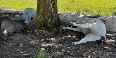 Raio mata 5 cabeças de gado em Ministro Andreazza, RO