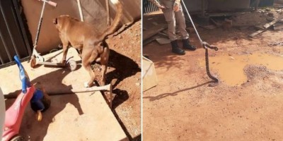 Pit bull é picado três vezes, mas salva criança de ataque de cobra no Mato Grosso