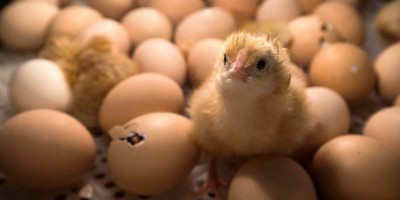 Na indústria de aves poederas, pintos machos são triturados vivos; veja matéria da BBC...