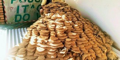 Moradores encontram ninho gigante de vespas em São Paulo