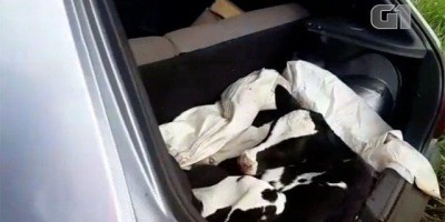 Homem é preso por dirigir embriagado e carregando bezerras no porta-malas