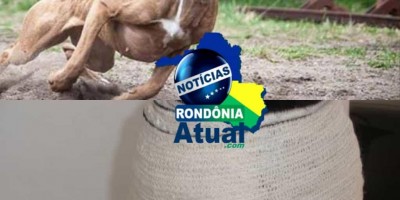 Mãe salva a vida do filho de 9 anos que estava sendo atacado por Pitbull em Ji-Paraná