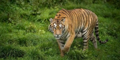 Tigresa dos EUA é o primeiro animal a ser diagnosticado com o novo Covid-19; veja a...