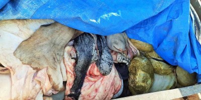 Homem é flagrado transportando 500 quilos de carne imprópria para consumo em RO
