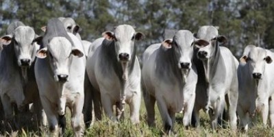 Rondônia não terá vacinação contra febre aftosa, mas declaração dos rebanhos é...