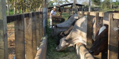 Campanha de declaração de rebanho será de 1 a 31 de maio em Rondônia