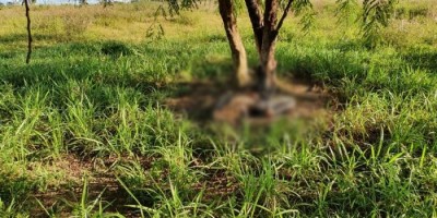 Corpo de homem é encontrado em estado avançado de decomposição; Cabeça estava...