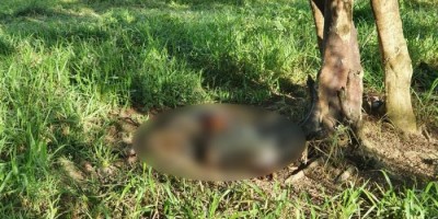 Atualização: Corpo é encontrado em decomposição e cabeça pendurada em árvore em...
