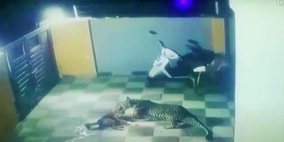 Felino pula muro de residência e ataca cachorro; veja o vídeo